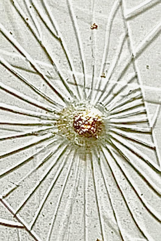 Gold screen, détail, 2022